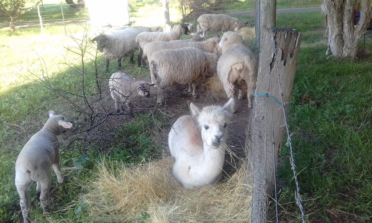Ripples N Tonic Farmstay Ventnor Zewnętrze zdjęcie